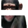MÁS MONOS 14