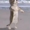 Macaco 22