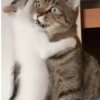 Gatos horny  11