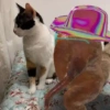 Tiktok 24