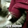 Gatos horny  13