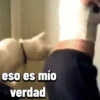 Gatos horny  16