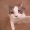Pets Random 5