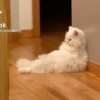 Tiktok 6