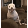 ⭐🌈Perros alocados 🐶🤪🤪🤪 10