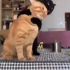 Pets Random 7