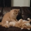 Gatos horny  12