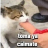 Gatos horny  7