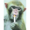 MÁS MONOS 15
