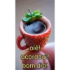 Novo pacote 15