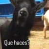 Animados cool 4 14