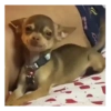 Perro loco pal chat 🐶🤪 11