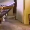 Debochess 11