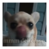 Perro loco pal chat 🐶🤪 7