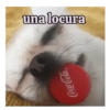 Perro loco pal chat 🐶🤪 9