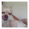 Perro loco pal chat 🐶🤪 5