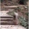 Macaco gif 6