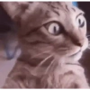 Memes 5