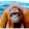 Monkey 8