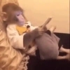 Monkey 5