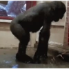 Monkey 11