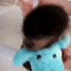 Monkey 17