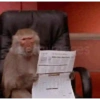 Monkey 26