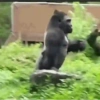 Monkey 30