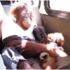 Monkey 27