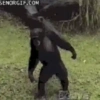 Monkey 22