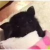 🌈Reaccion Animales Pal Chat🌈 5