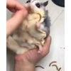 🌈Reaccion Animales Pal Chat🌈 6