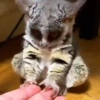 🌈Reaccion Animales Pal Chat🌈 7