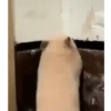 🌈Reaccion Animales Pal Chat🌈 11