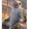 🌈Reaccion Animales Pal Chat🌈 13