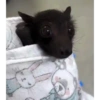 🌈Reaccion Animales Pal Chat🌈 14