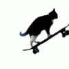 Gatos  29