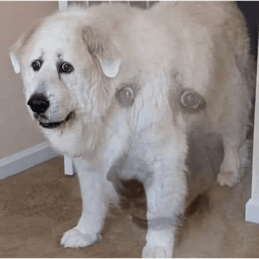 Glitch Dog
