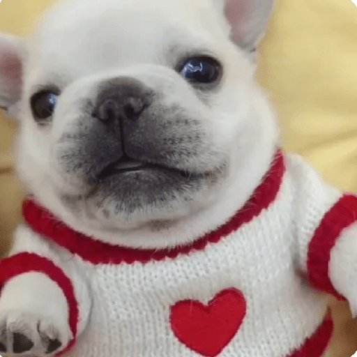 Bulldog de suéter
