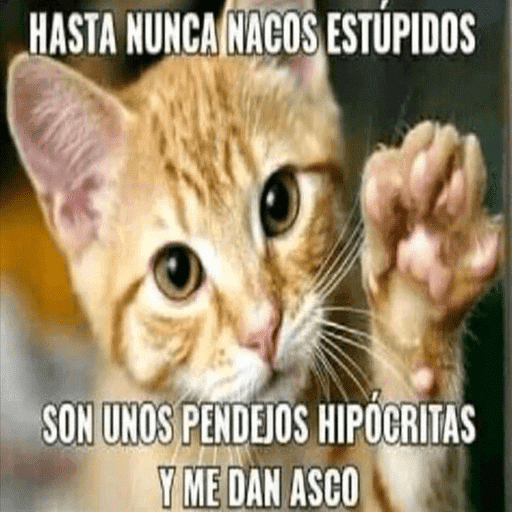Gatos Majaderos 😳 9