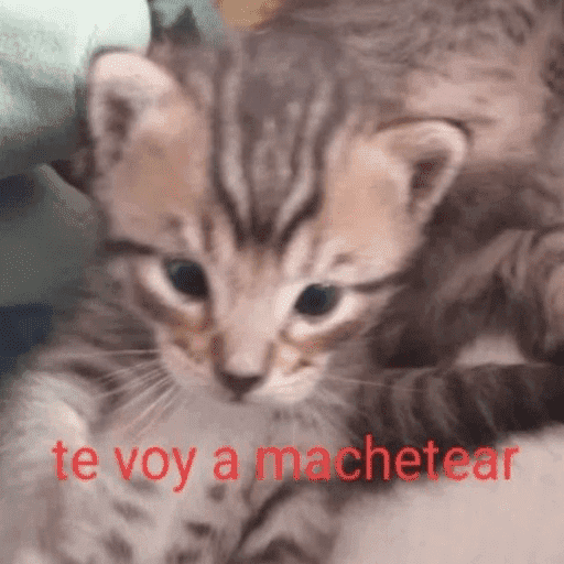 Gatos Majaderos 😳 1