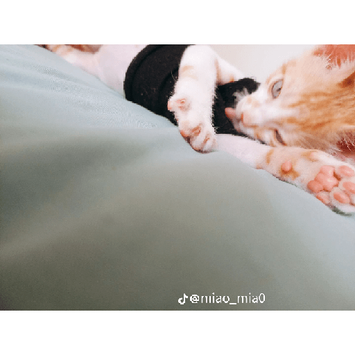 Cats 1