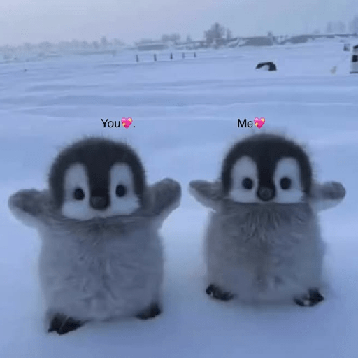 Pingüinos Stickers Varios 🐧  6