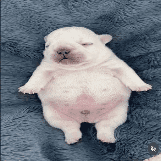 Pibble 🦴 14