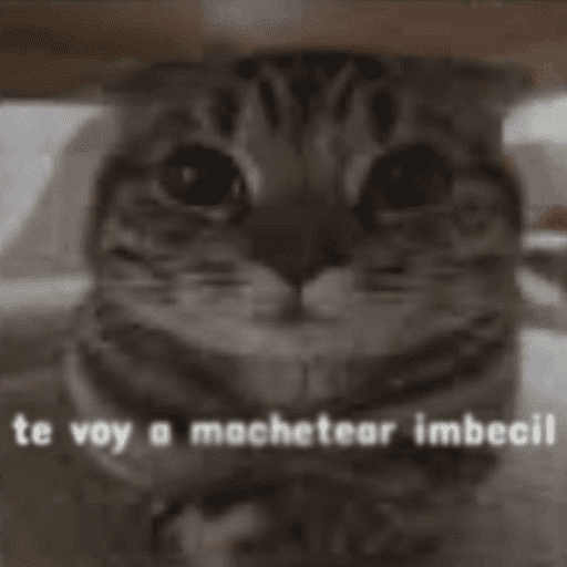 Gatos Majaderos 😳 8