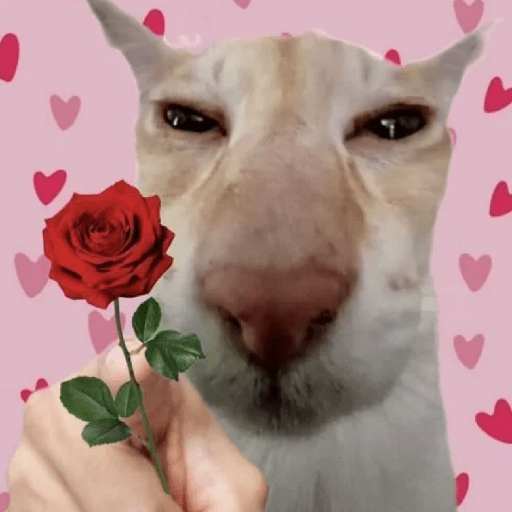 Gato com rosa