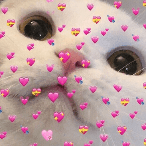 Gatos 💕 4