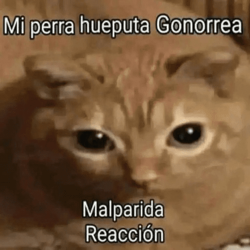 Gatos Majaderos 😳 2