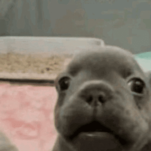 Pibble 🦴 6