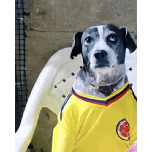 Seleccion de colombia 2026 14